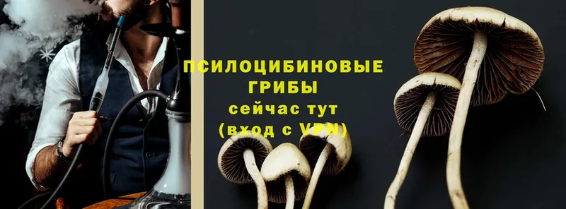 мориарти телеграм  цена   Иннополис  Галлюциногенные грибы Psilocybe 